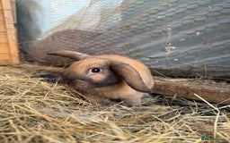 French Lop rabbits for sale: 5 adorable lop eared rabbits for sale! - Image 3