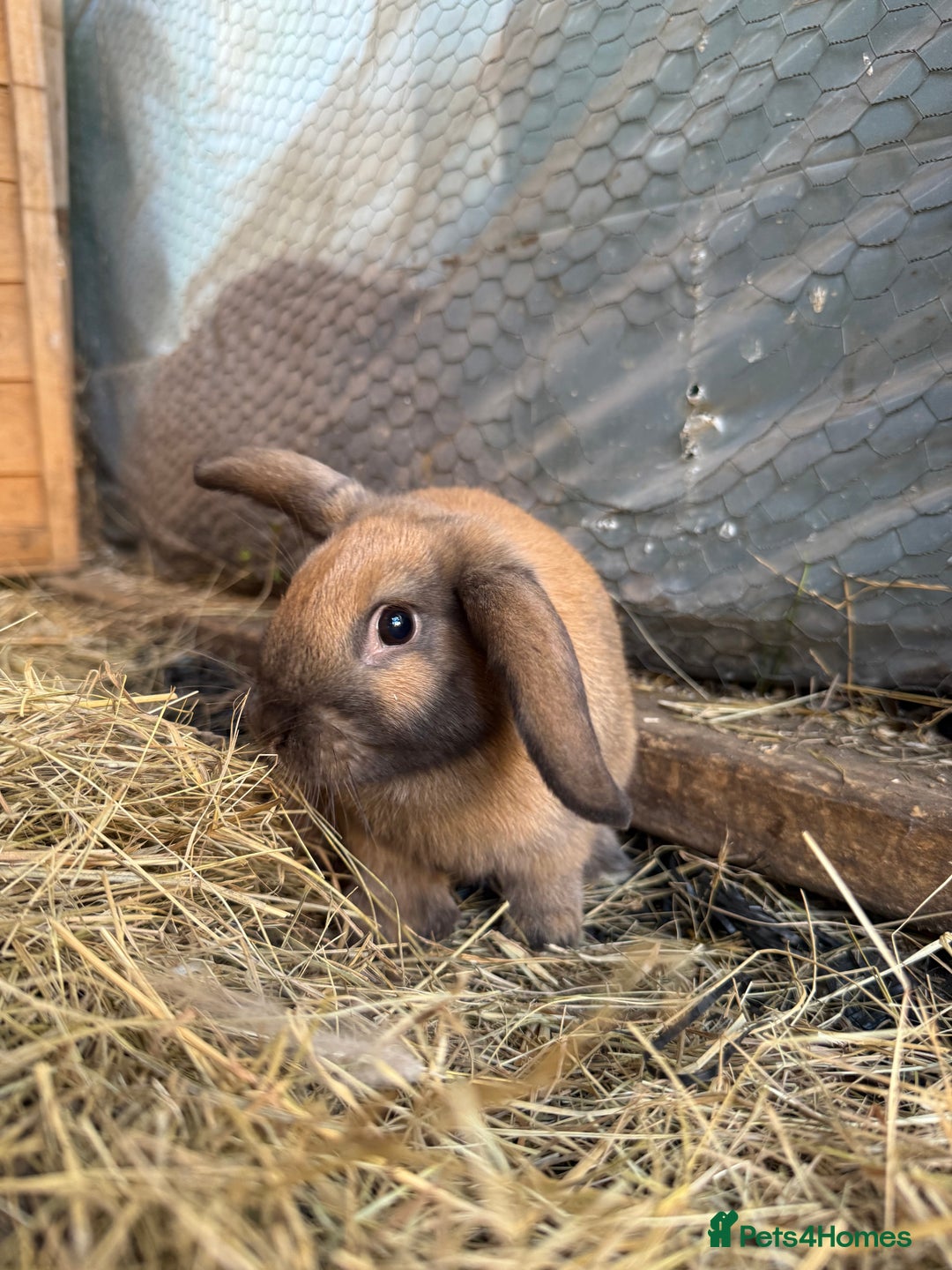 French Lop rabbits for sale: 5 adorable lop eared rabbits for sale! - Image 3
