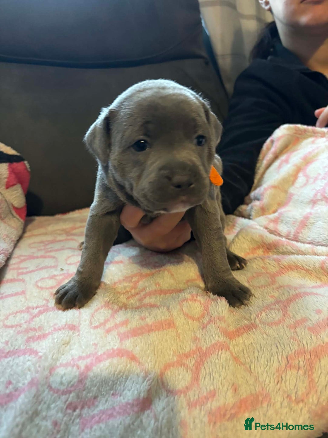 Staffordshire Bull Terrier dogs for sale: Two male four female - Advert 4