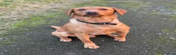 Labrador Retriever dogs for sale: Stunning Labrador pups  - Advert 11