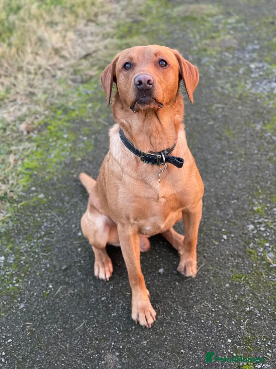 Labrador Retriever dogs for sale: Stunning Labrador pups  - Advert 11