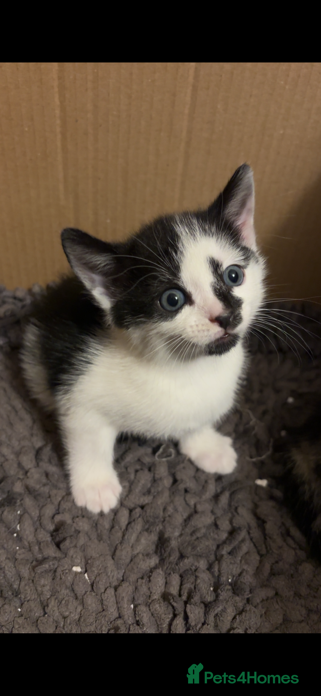 American Shorthair cats for sale: Kittens for Sale - Advert 10