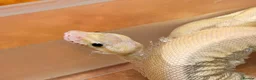 Python Snake reptiles for sale: Super pastel butter royal python - Advert 12