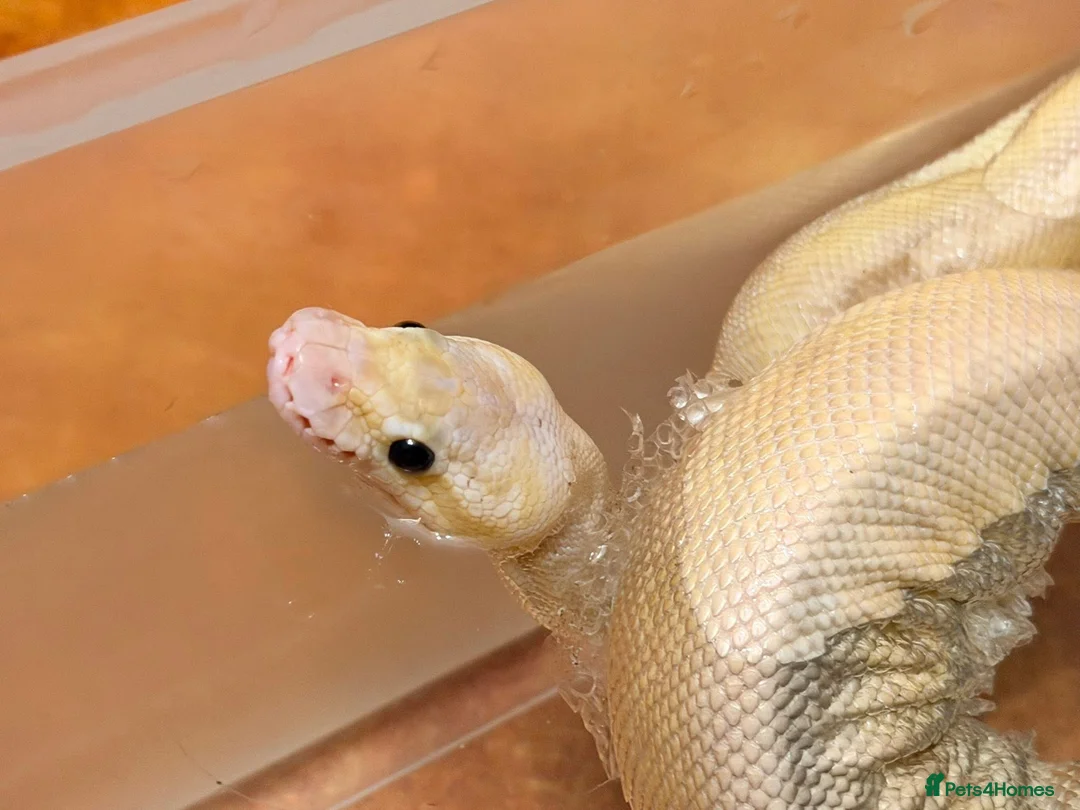 Python Snake reptiles for sale: Super pastel butter royal python - Advert 12