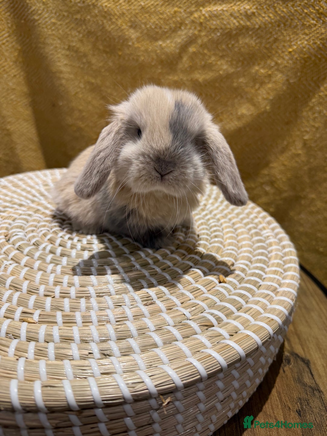 Mini Lop rabbits for sale: 5 Beautiful Baby Mini Lop Rabbits  - Advert 26