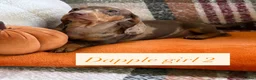 Dachshund dogs for sale: 5 beautiful dachshund girls  - Advert 4