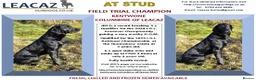 Labrador Retriever dogs for sale: Exceptional kc reg labradors  in Thirsk - Advert 4