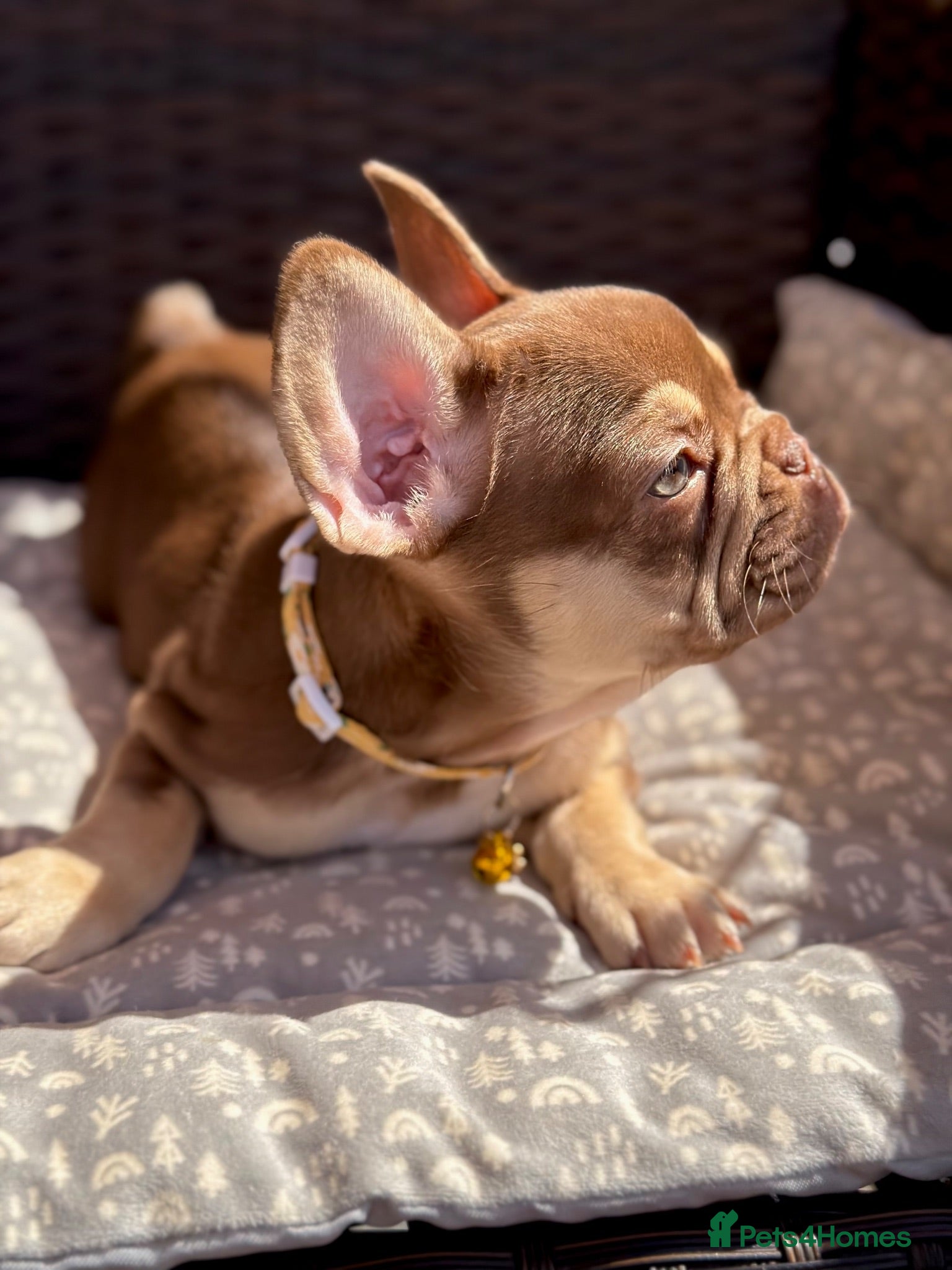 French Bulldog dogs KC French bulldog puppies highly healthed parents - Advert 1