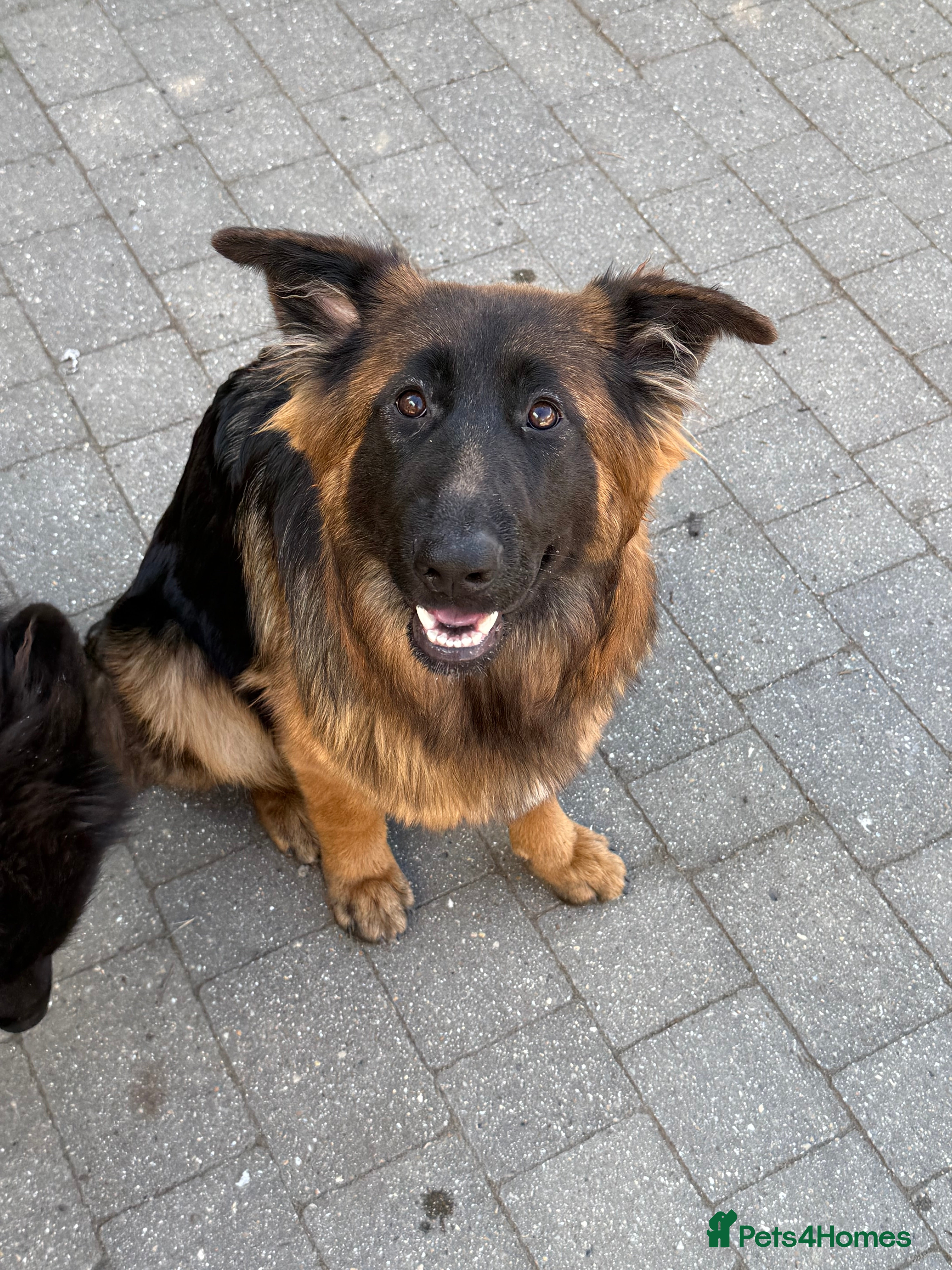 German Shepherd dogs PGS Long coat king size ready to move - Advert 2