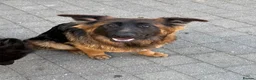 German Shepherd dogs for sale: PGS Long coat king size ready to move - Advert 3