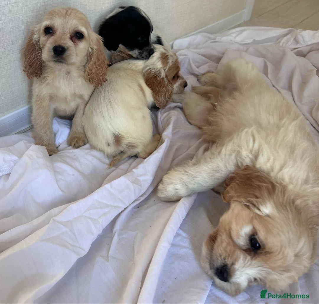 Cockapoo dogs for sale: Stunning cockapoo puppies - Image 9