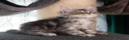 Maine Coon cats for sale: STUNNING PEDIGREE MAINE COON KITTENS - Advert 29