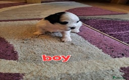 Bichon Frise dogs for sale: 4beautiful Bichon Frise puppies (3boys and 1 girl) - Image 18