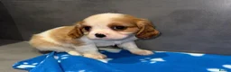 Cavalier King Charles Spaniel dogs for sale: 🐶King Charles cavalier puppy’s ⭐️⭐️⭐️⭐️⭐️ - Advert 33