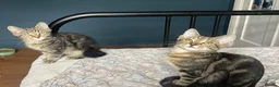 Domestic Shorthair cats for adoption: Ash & Etta, 4 month old kitten pair - Advert 16