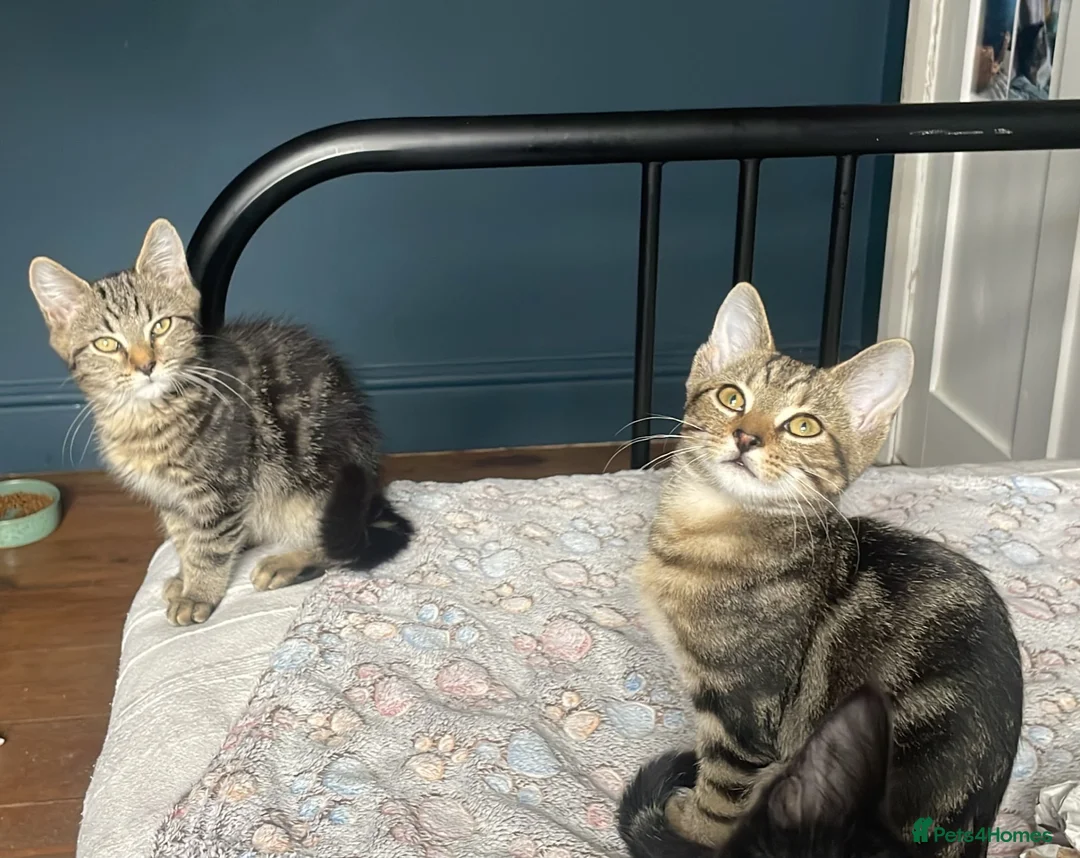 Domestic Shorthair cats for adoption: Ash & Etta, 4 month old kitten pair - Advert 16