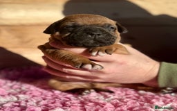 Staffordshire Bull Terrier dogs for sale: 7 Red Staffordshire Bull Terrier pups  - Advert 9