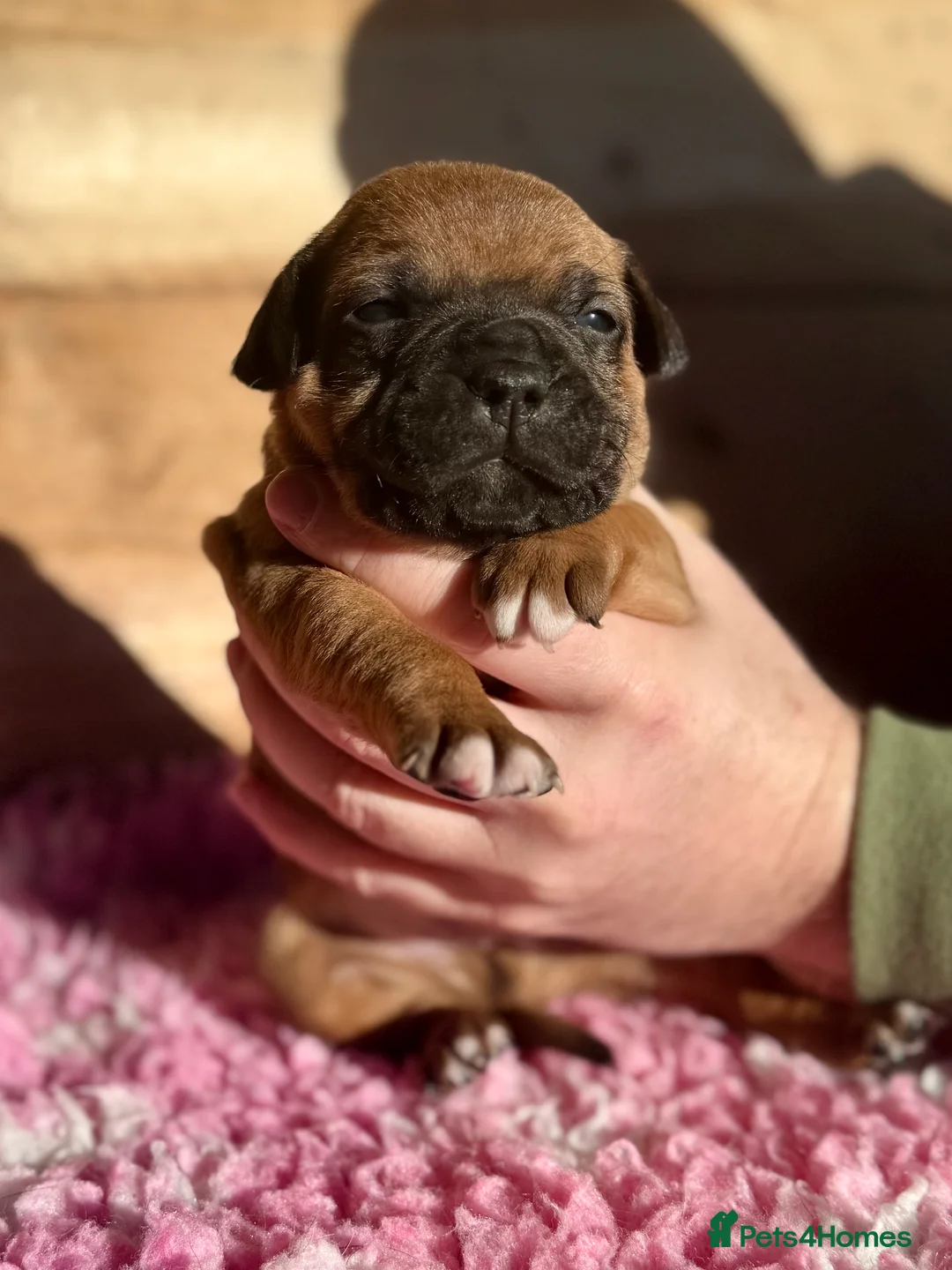 Staffordshire Bull Terrier dogs for sale: 7 Red Staffordshire Bull Terrier pups  - Advert 13