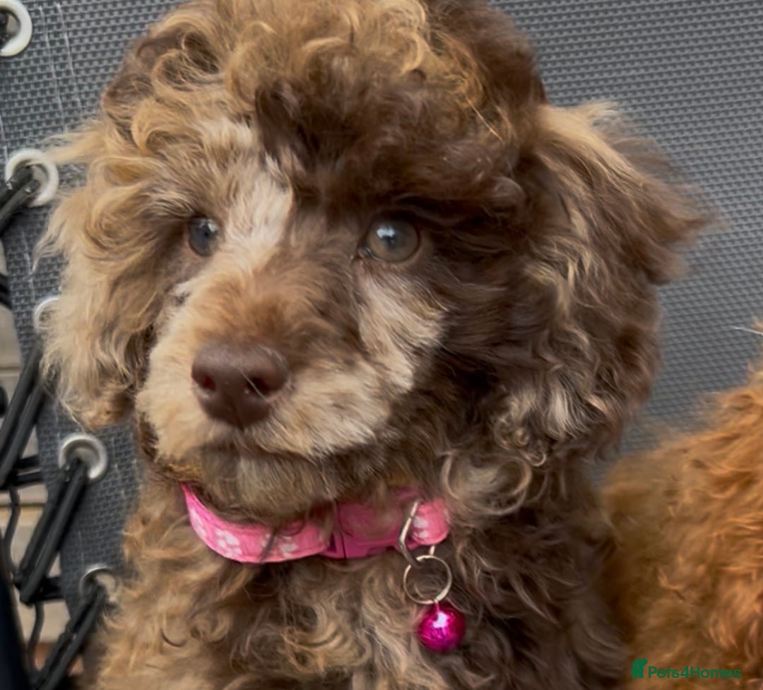 Toy Poodle dogs for sale: Chocolate Merle Kc parents toy poodle female  - Advert 10