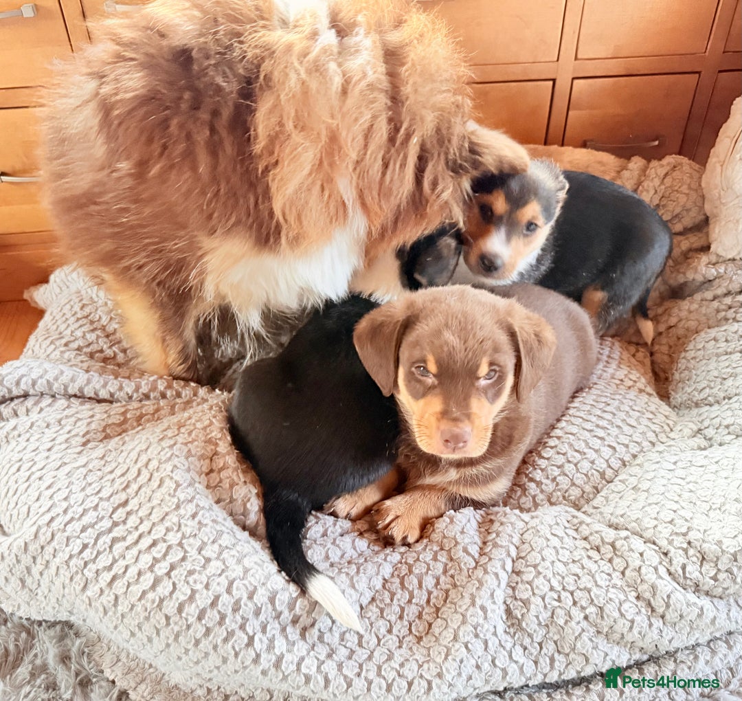 Mixed Breed dogs for sale: Cheeky trio looking for forever homes  - Advert 12