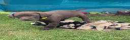 Labrador Retriever dogs for sale: Chocolate labrador retrievers  - Advert 18