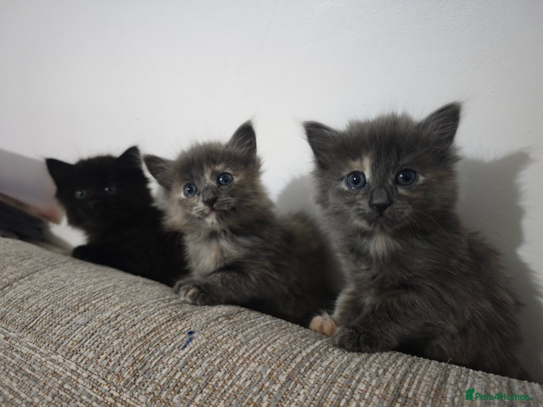 Nebelung cats for sale: Kittens  - Image 7