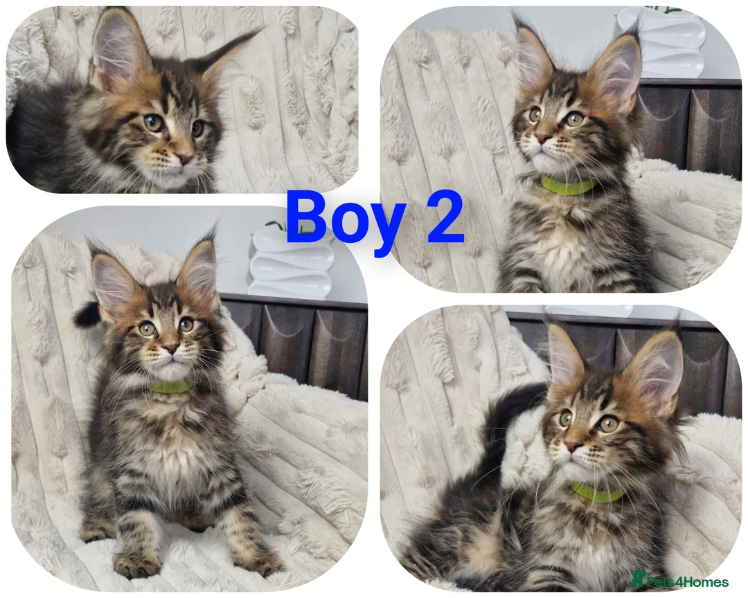 Maine Coon cats for sale:  TICA registered maine coon kittens - Advert 2