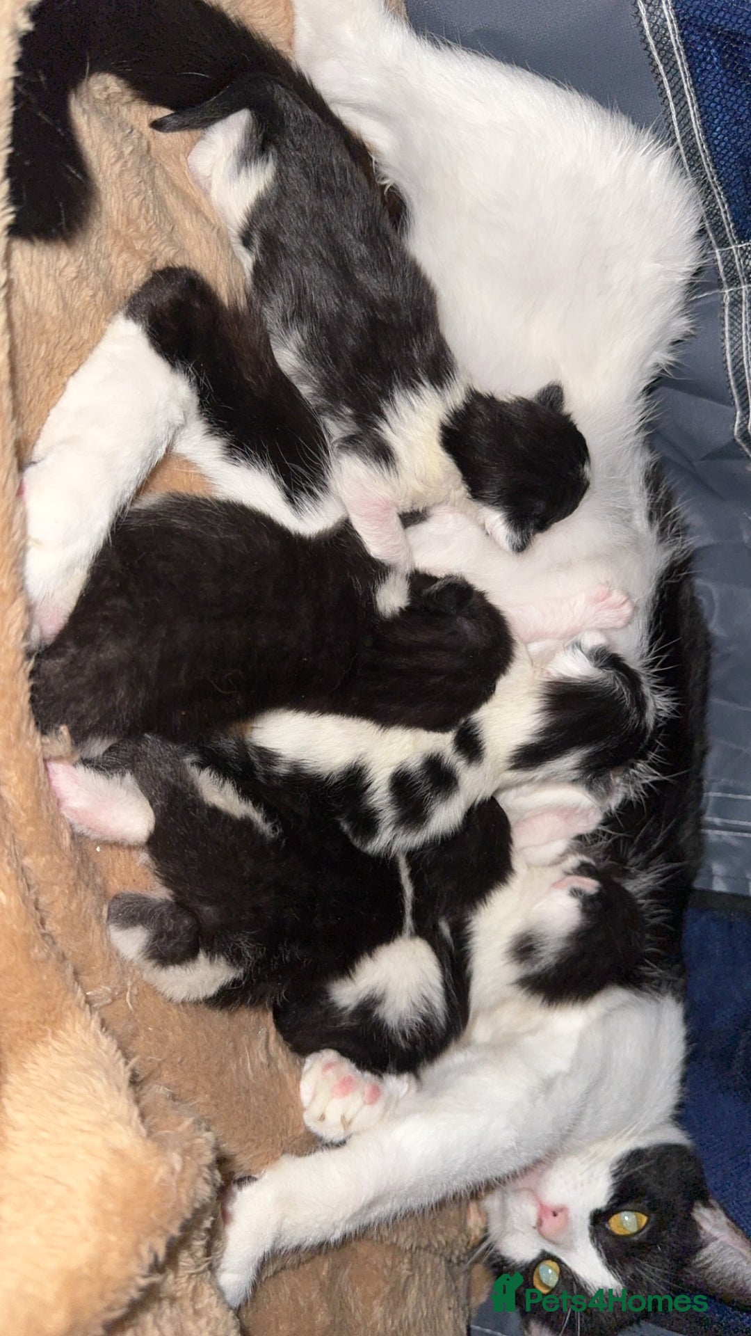 British Longhair cats for sale: Black and white long hair kittens for sale - Advert 2