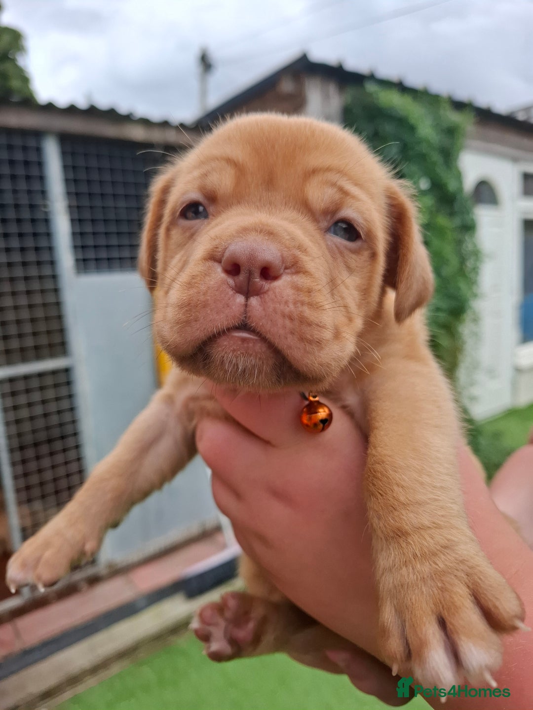 Dogue De Bordeaux dogs for sale: Dogue de Bordeaux pups  - Image 9