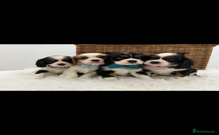 Cavalier King Charles Spaniel dogs Health tested Cavalier king charles - Advert 1