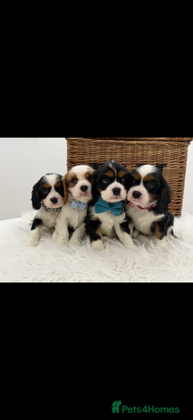 Cavalier King Charles Spaniel dogs Health tested Cavalier king charles - Advert 7