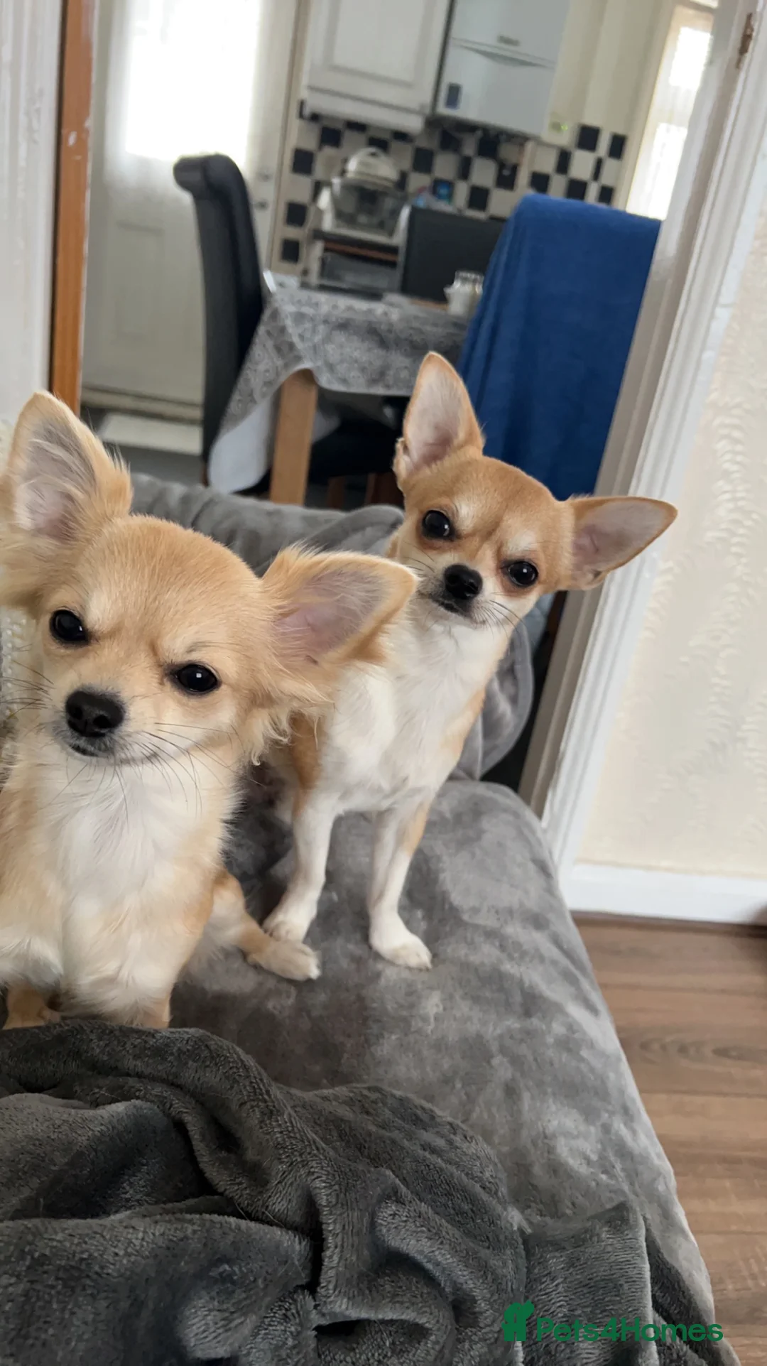 Chihuahua dogs for stud: Chihuahua dog for stud in Frome - Advert 4