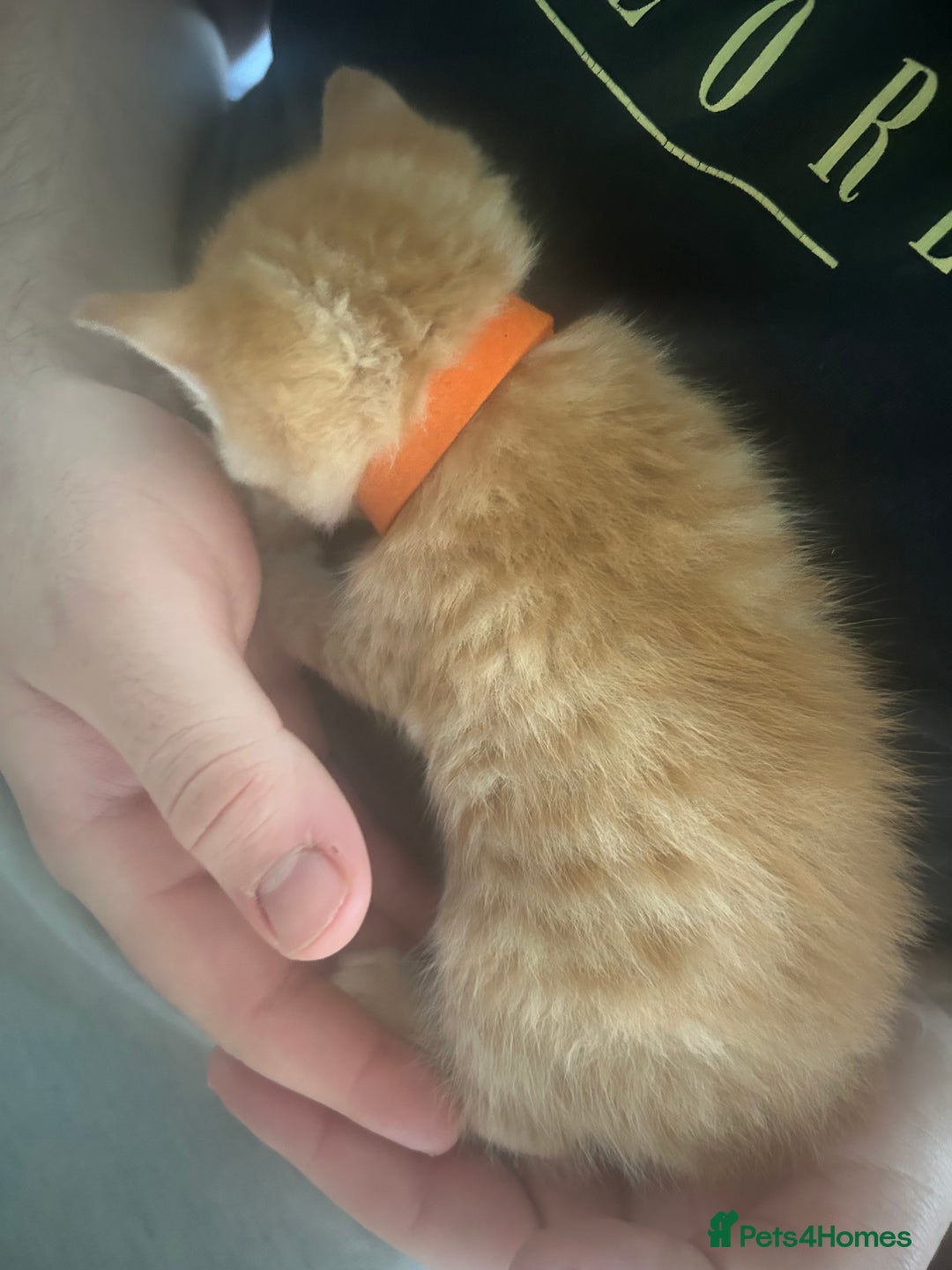 Mixed Breed cats for sale: 9 beautiful kittens  - Image 9