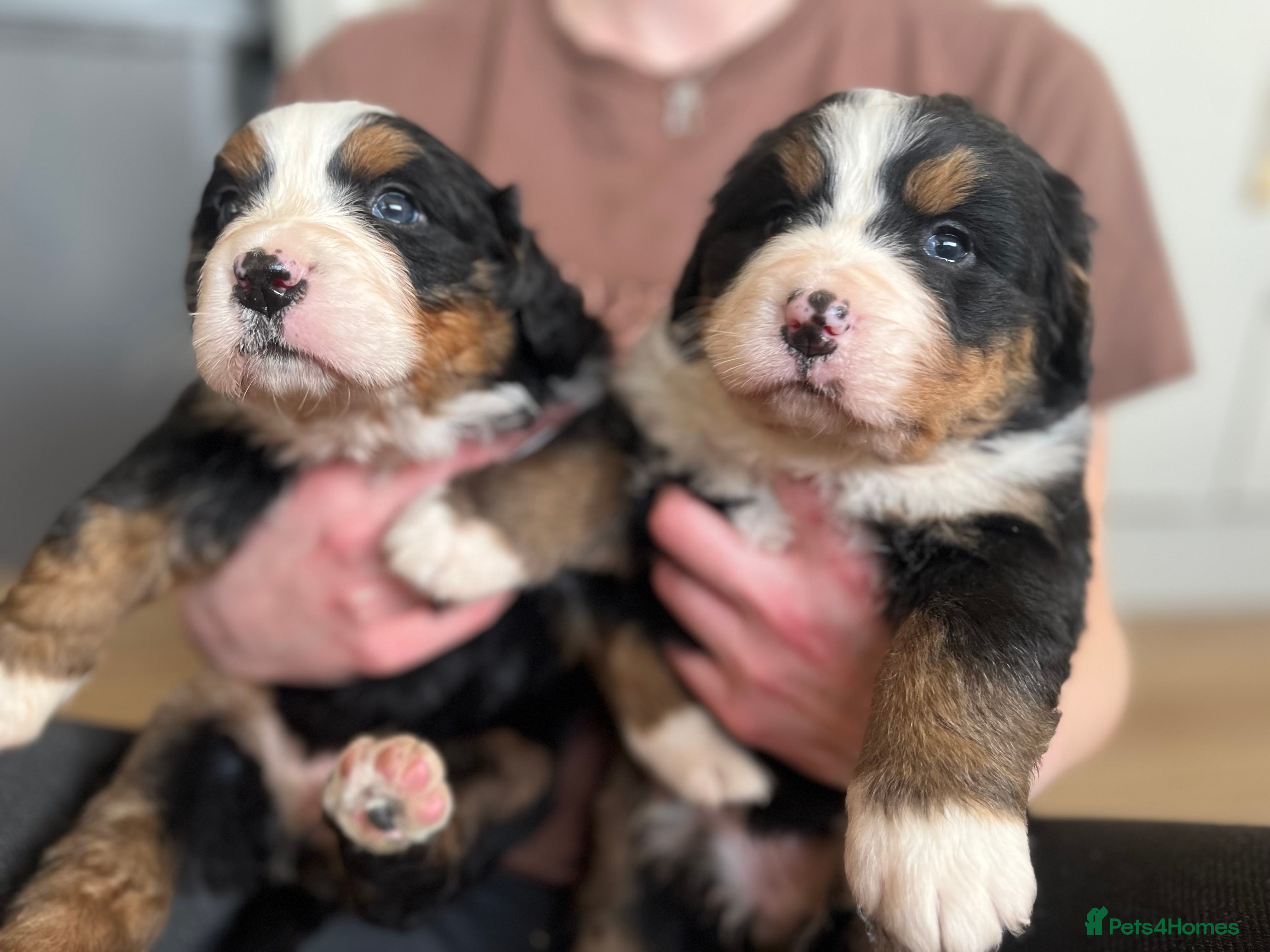 Bernese Mountain Dog dogs Bernese Mountain Dog Puppies – Family Raised - Advert 10