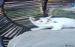 Persian cats for sale: Very beatifull mix breed/Persian kittens  - Image 31