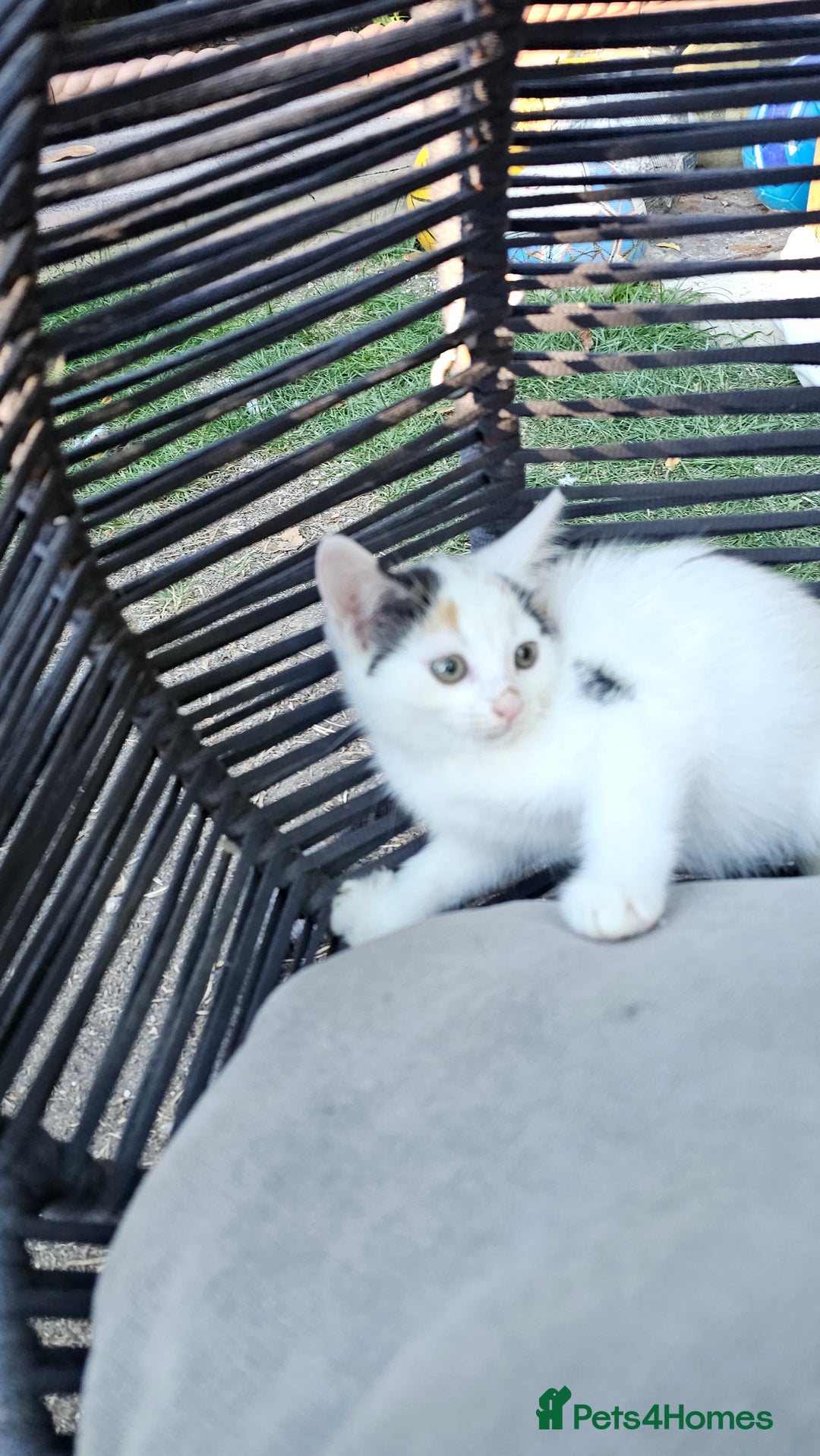 Persian cats for sale: Very beatifull mix breed/Persian kittens  - Image 31