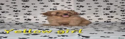 Cavapoo dogs for sale: Dna Health Tested F1 Cavapoo puppies - Advert 17