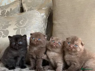 Scottish Fold cats Super Special Scottish fold babies - reg. pedigree - Advert 6