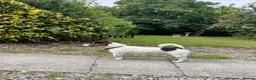 Jack Russell dogs for sale: 5 male Jack Russell puppies ready to go - Advert 34