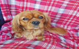 Cavalier King Charles Spaniel dogs for sale: 2 Cavalier king Charles puppies left - Image 30