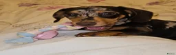 Miniature Dachshund dogs for sale: Miniature dachshund called Coco - Advert 5