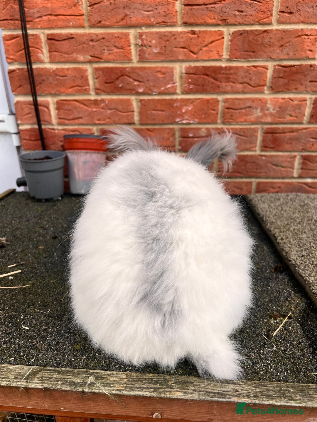 Angora rabbits for sale: Rabbits for adoption - Urgent - Image 26