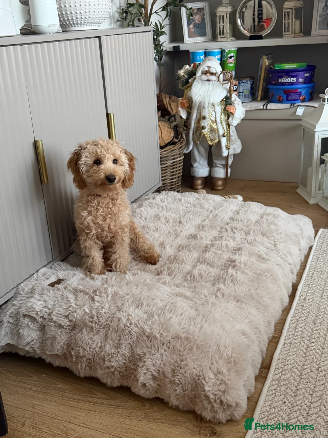 Toy Poodle dogs for sale: 7 month old male apricot toy poodle  - Advert 6