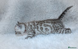 Bengal cats for sale: 🏆OUTSTANDING SHOW WINNING BENGALS KITTENS🔥 - Image 18