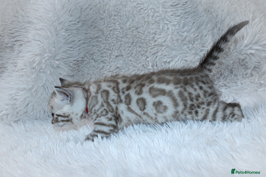 Bengal cats for sale: 🏆OUTSTANDING SHOW WINNING BENGALS KITTENS🔥 - Image 18