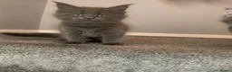 Maine Coon cats for sale: AMAZING TICA REGISTERED KITTENS - Advert 12