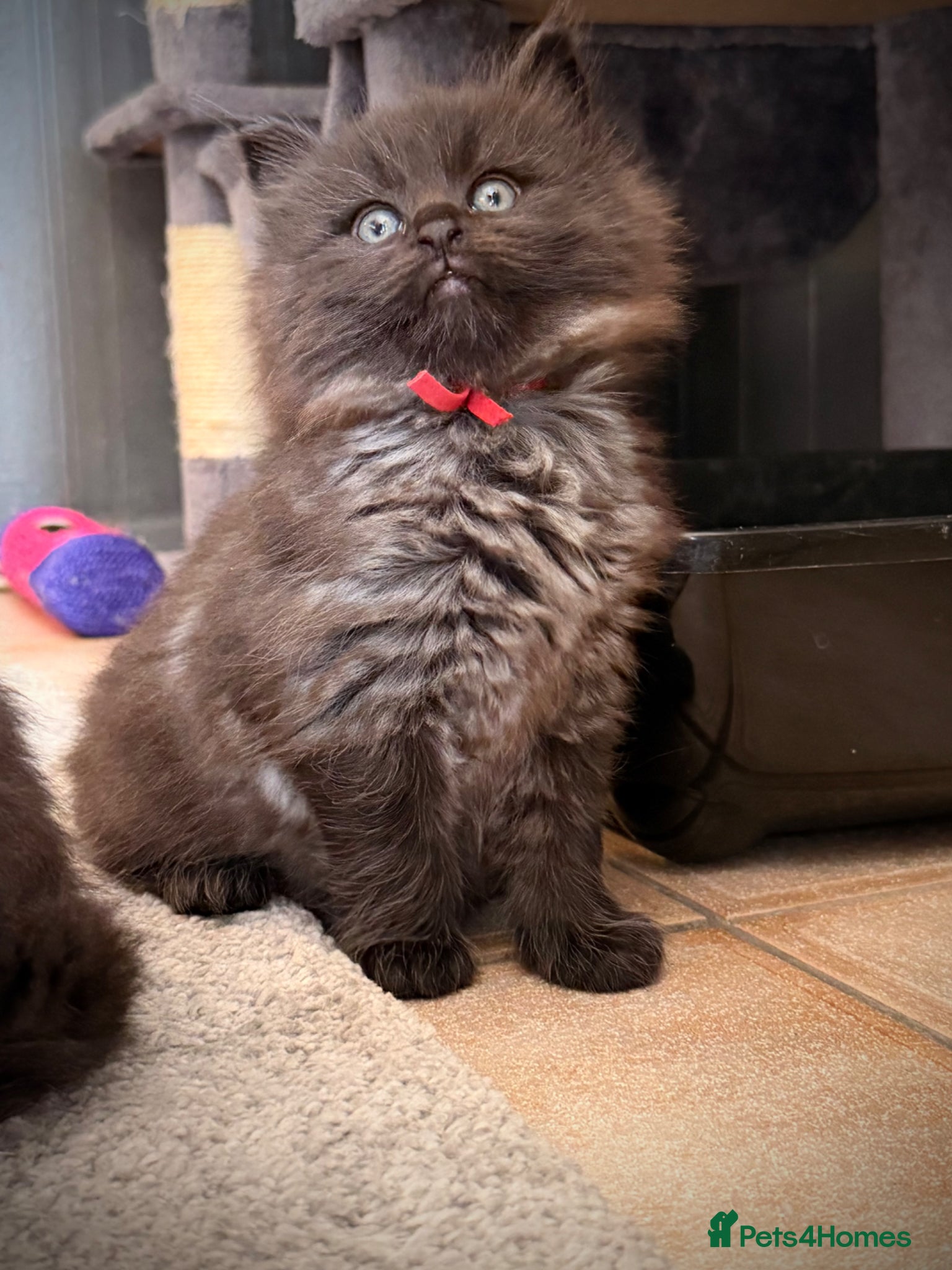 Ragcoon cats Black Smoke Ragcoon Kittens - Advert 2