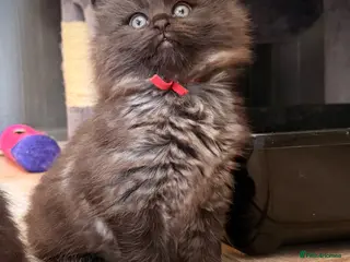 Ragcoon cats Black Smoke Ragcoon Kittens - Advert 2