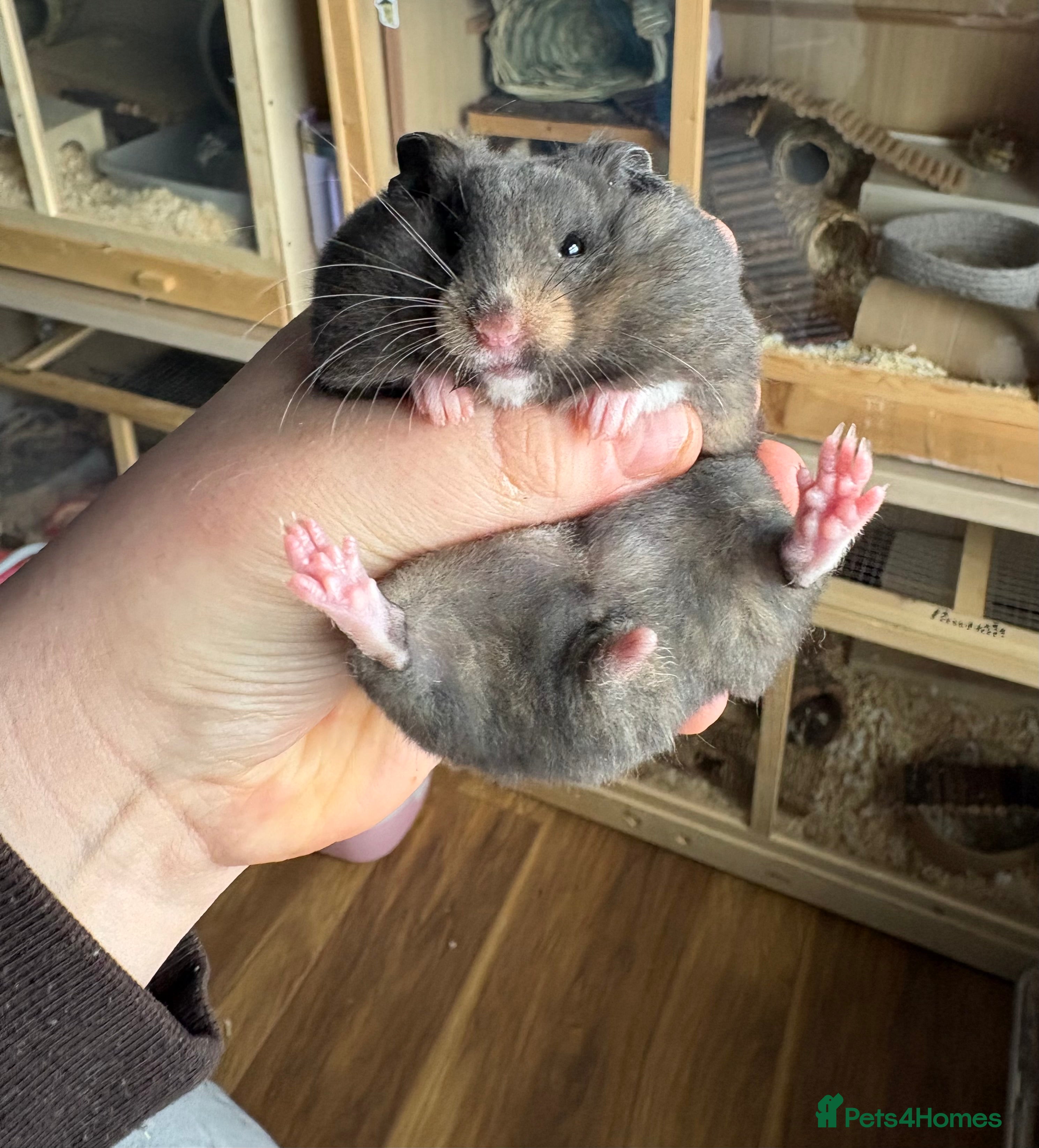 Hamster rodents Pedigree Syrian hamster pups - Advert 7