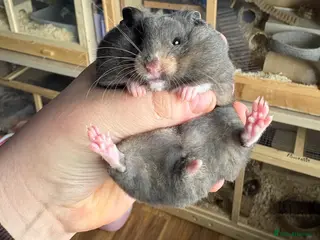 Hamster rodents Pedigree Syrian hamster pups - Advert 7